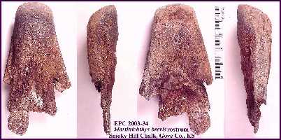 epc0334b.jpg (18745 bytes)