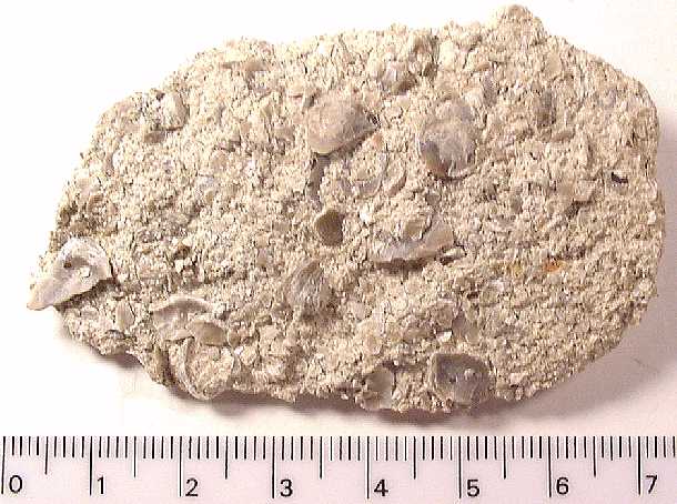 martcop2.jpg (53705 bytes)