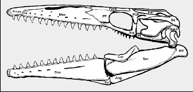 figure2a.jpg (40011 bytes)