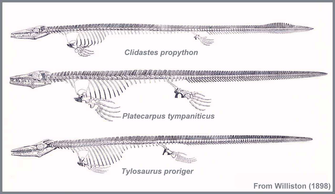 Lizard Skeletal System