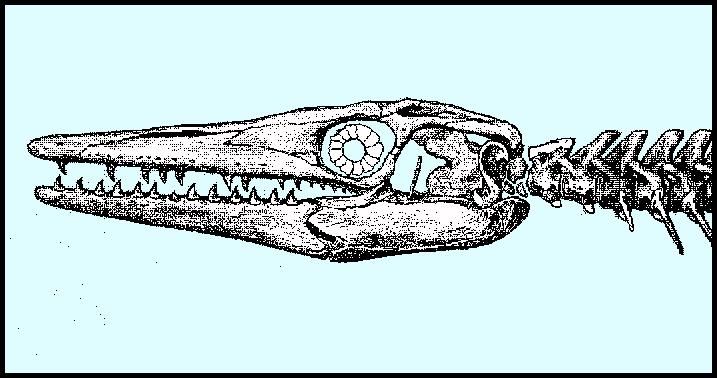tyloskul.jpg (58184 bytes)