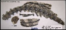 vp2297a.jpg (8882 bytes)
