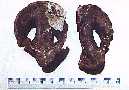 1997-da.jpg (3451 bytes)