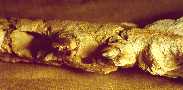 asujaw2a.jpg (4096 bytes)