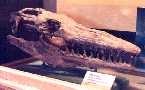 fmnh-pla.jpg (3437 bytes)