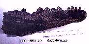 globy1a.jpg (4075 bytes)
