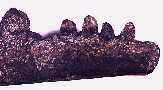 globy2a.jpg (3670 bytes)