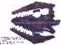 platy2a.jpg (3036 bytes)