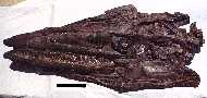 tylo2a.jpg (4508 bytes)