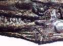 tylo4a.jpg (4152 bytes)