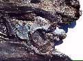 tylo8a.jpg (4015 bytes)