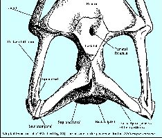 TextFig-83a.jpg (18700 bytes)