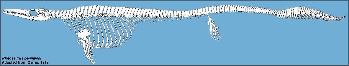 http://www.oceansofkansas.com/Mosasaurs3/Plotosaurus1.jpg