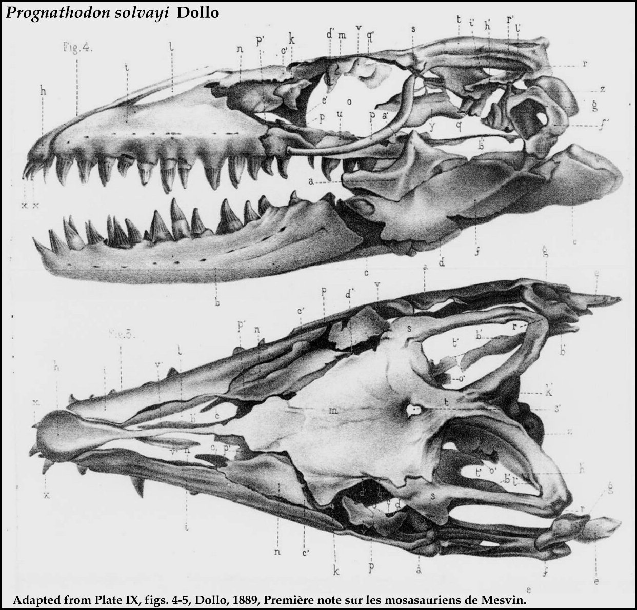 http://www.oceansofkansas.com/Mosasaurs3/Prognathodon_solvayi_Dollo.jpg