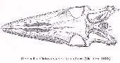 cvelox1a.jpg (3605 bytes)