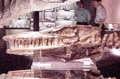 hmtylo1a.jpg (9680 bytes)