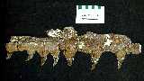 ndlmaxa.jpg (3434 bytes)