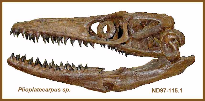 ndskull2.jpg (49246 bytes)
