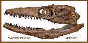 ndskulla.jpg (5054 bytes)