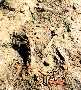 gastro3a.jpg (3731 bytes)