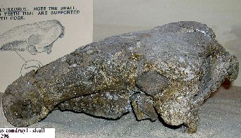 KUVP10296ba.jpg (24704 bytes)