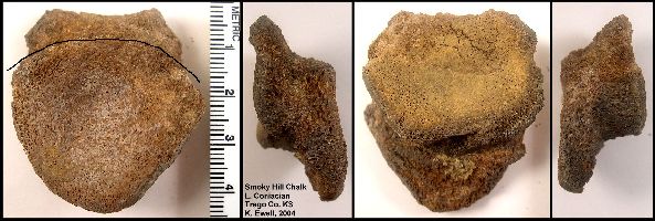 2Dinovert2a.jpg (40839 bytes)