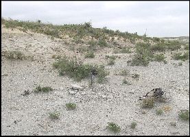 Dinosite2a.jpg (20403 bytes)