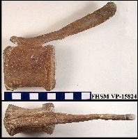 Dinovert5a.jpg (11004 bytes)