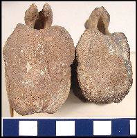 Dinovert9a.jpg (14081 bytes)