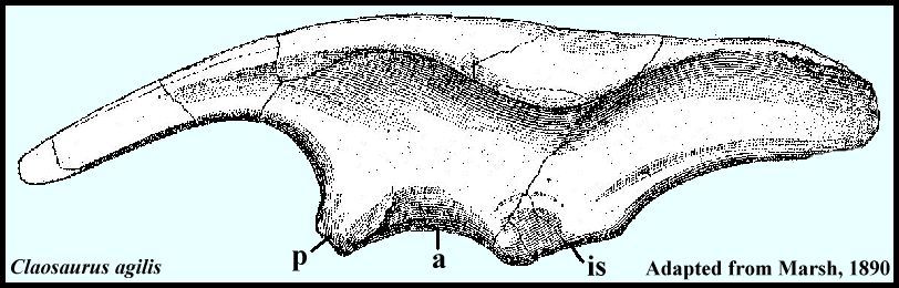 ilium01.jpg (65870 bytes)