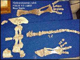 dinobaca.jpg (12801 bytes)