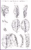 wieland2.jpg (6245 bytes)