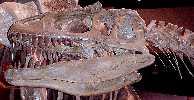 carno2a.jpg (5823 bytes)