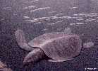 turtle1a.jpg (3280 bytes)