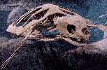 turtle2a.jpg (4773 bytes)