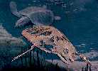 turtle3a.jpg (3400 bytes)