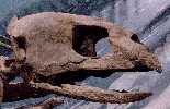 turtle6a.jpg (4250 bytes)