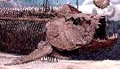 xiphac1a.jpg (5877 bytes)