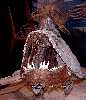 xiphac3a.jpg (2873 bytes)