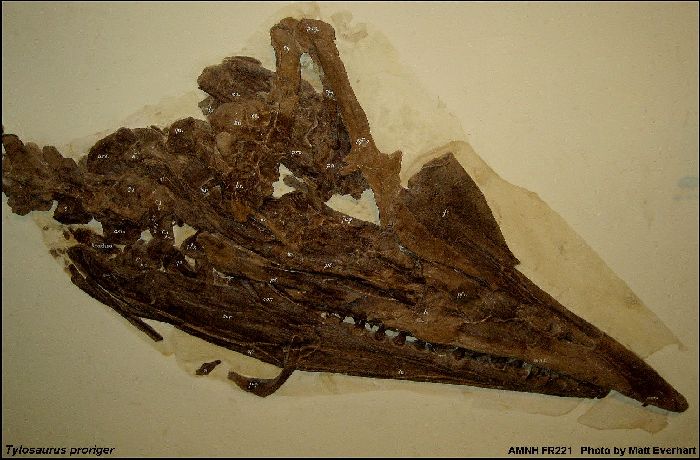 AMNH FR221med.jpg (70654 bytes)