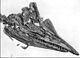 PlateXXI-Aa.jpg (17004 bytes)