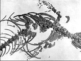 PlateXXI-Ba.jpg (18815 bytes)