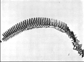 PlateXXII-Ba.jpg (11285 bytes)