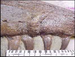 kstylo2a.jpg (13695 bytes)
