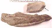 patho01a.jpg (3630 bytes)