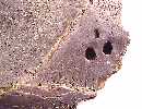 patho03a.jpg (4014 bytes)