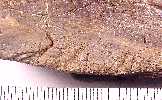 patho05a.jpg (5591 bytes)