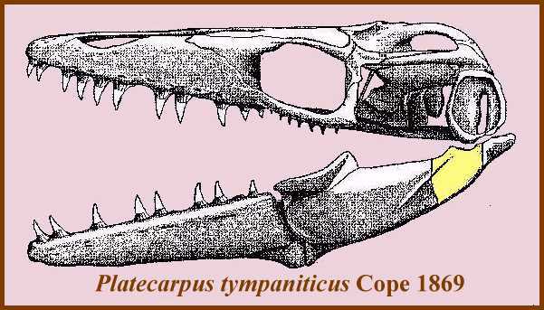 platy4.jpg (49256 bytes)