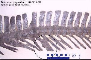 vp-322ba.jpg (18777 bytes)