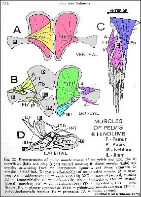 Fig22HindLimba.jpg (43402 bytes)
